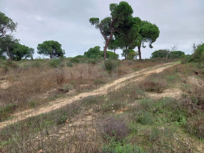 Terreno para Venda em Almancil Foto 7