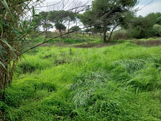 Terreno para Venda em Almancil Foto 11