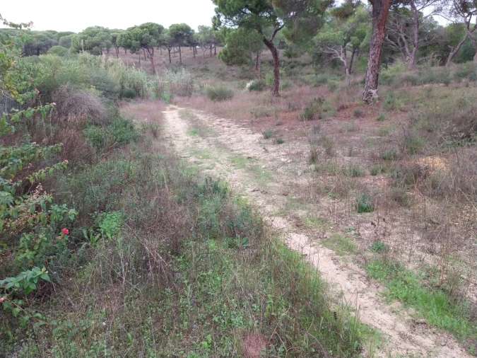 Terreno para Venda em Almancil Foto 9
