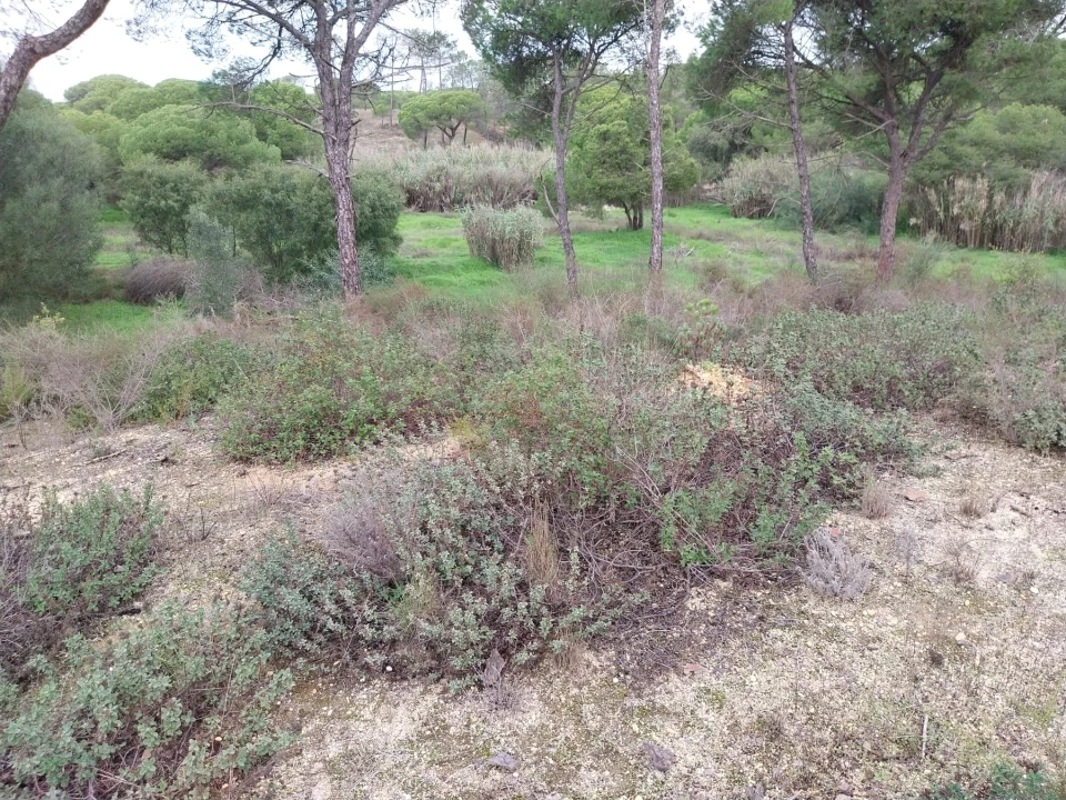 Terreno para Venda em Almancil Foto 6