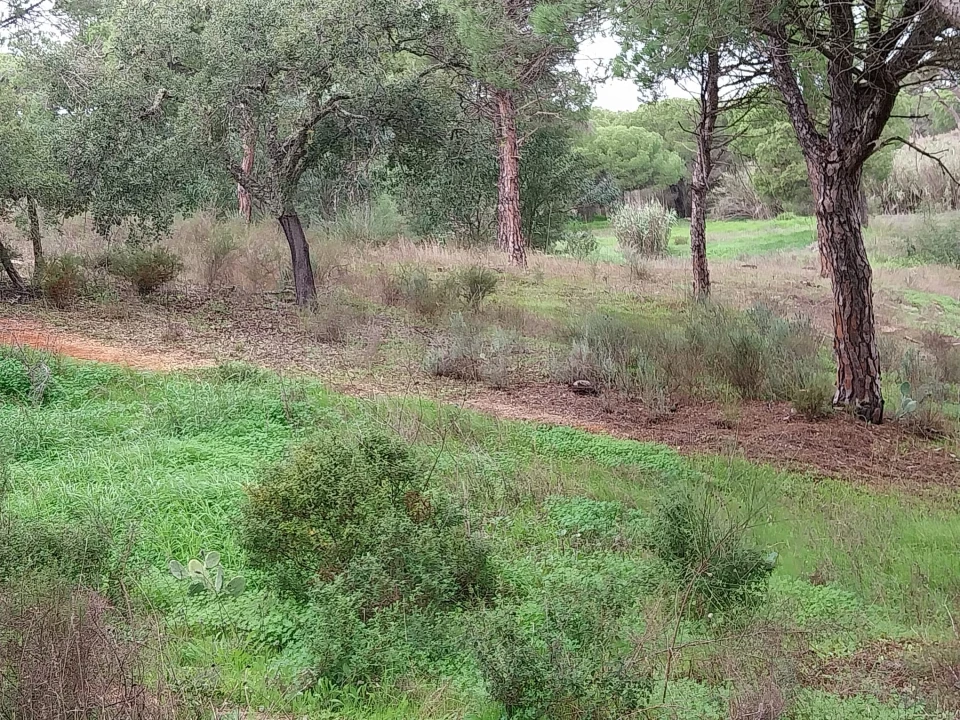 Terreno para Venda em Almancil Foto 3