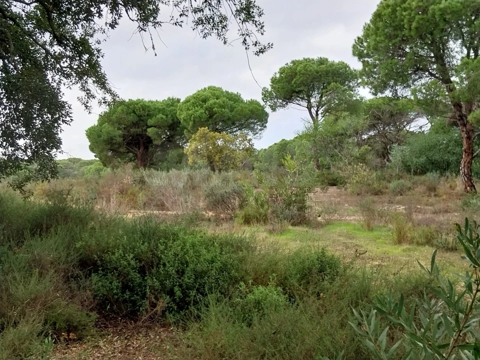 Terreno para Venda em Almancil Foto 4