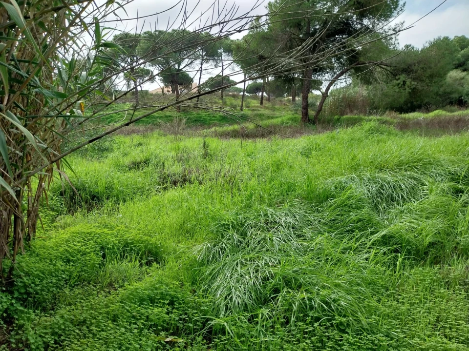 Terreno para Venda em Almancil Foto 11