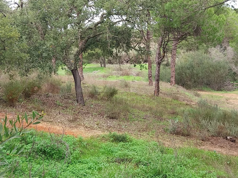 Terreno para Venda em Almancil Foto 8