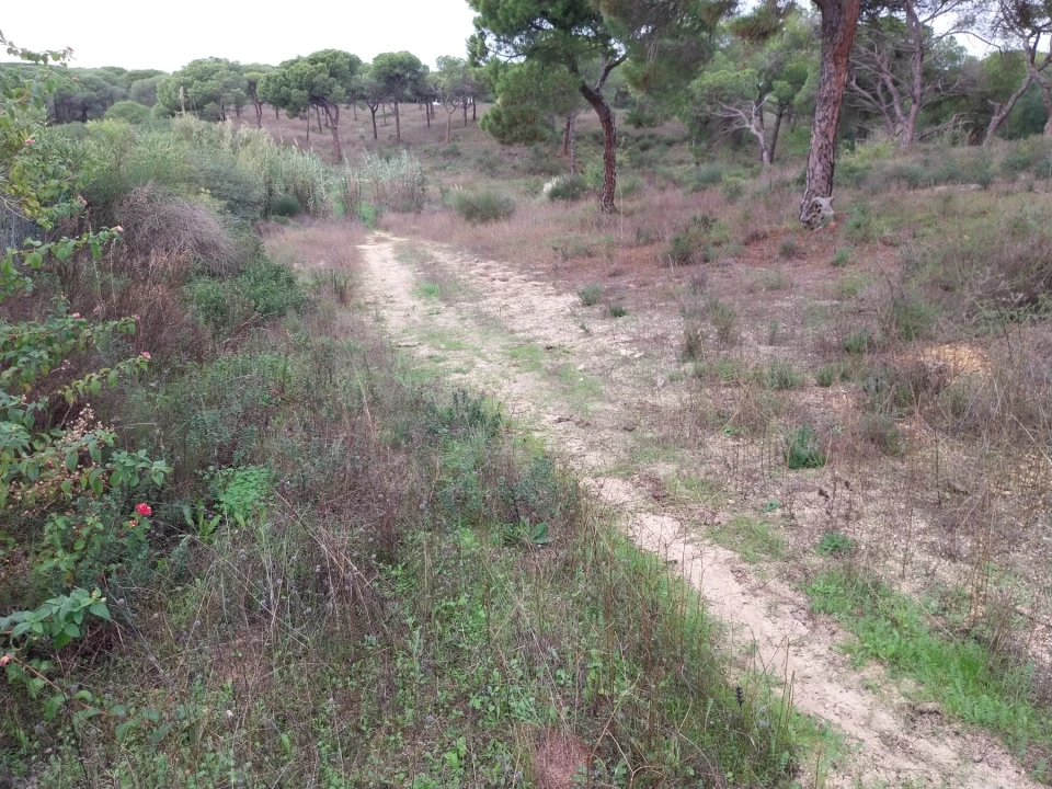 Terreno para Venda em Almancil Foto 9