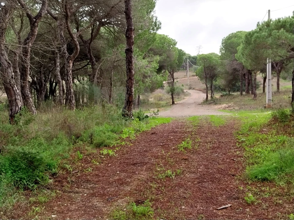 Terreno para Venda em Almancil Foto 5