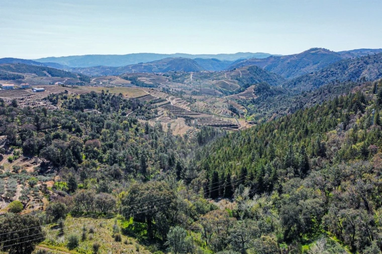 Quinta T0 para Venda em Noura e Palheiros Foto 34