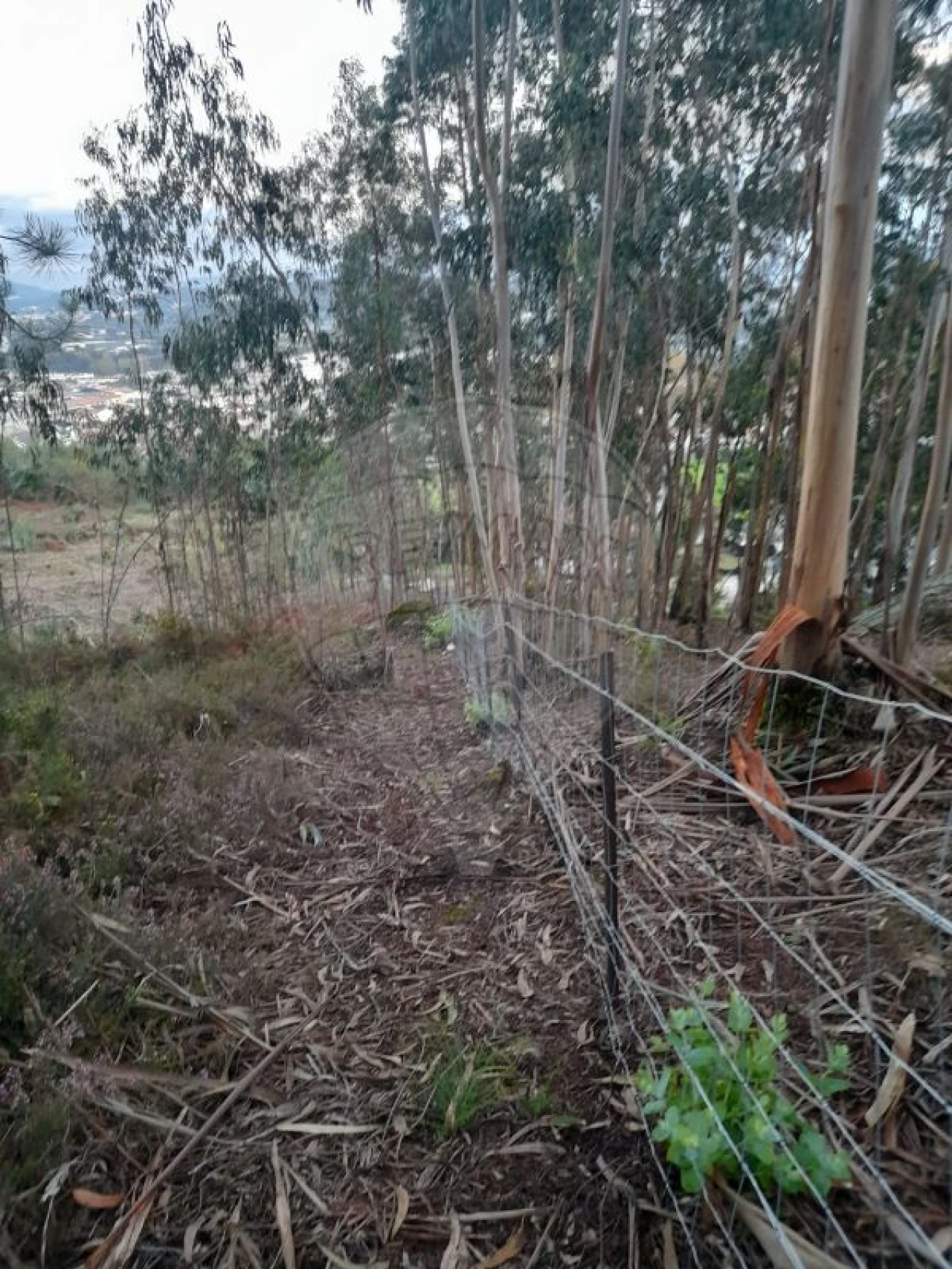 Terreno para Venda em Sande Vila Nova e Sande São Clemente Foto 7