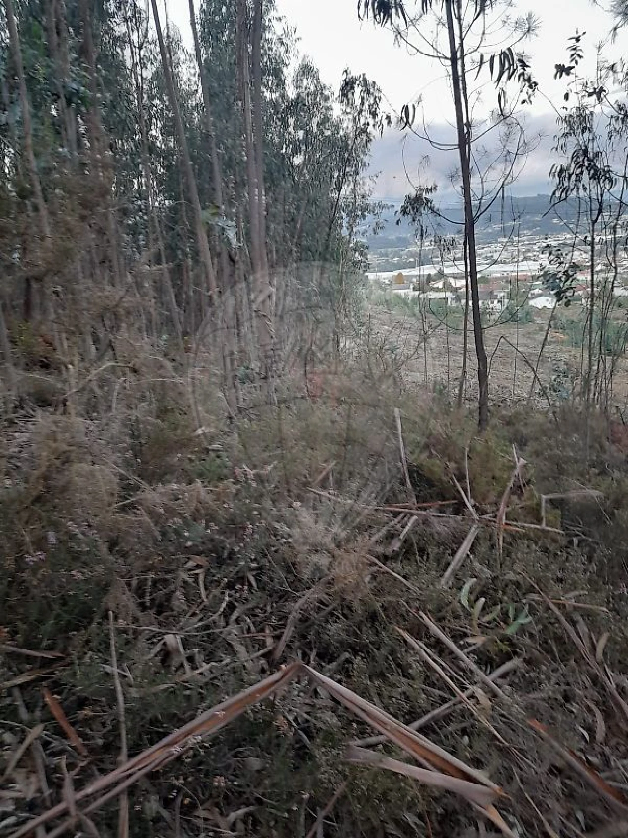 Terreno para Venda em Sande Vila Nova e Sande São Clemente Foto 8
