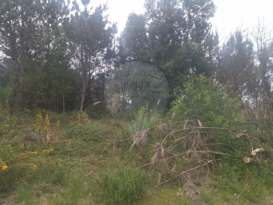 Terreno para Venda em Carreira e Refojos de Riba de Ave Foto 2