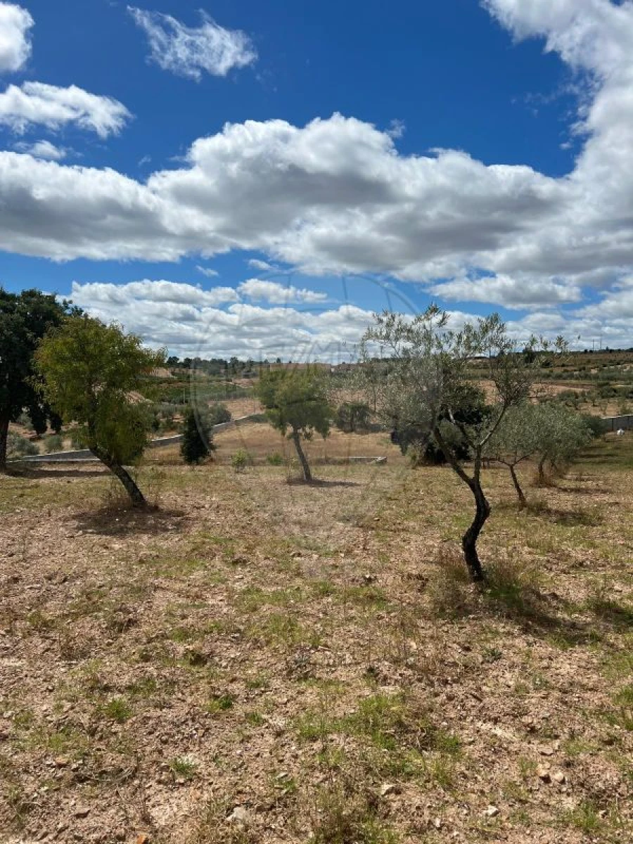 Terreno para Venda em Suçães Foto 4