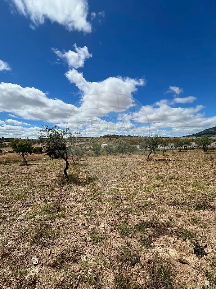 Terreno para Venda em Suçães Foto 3