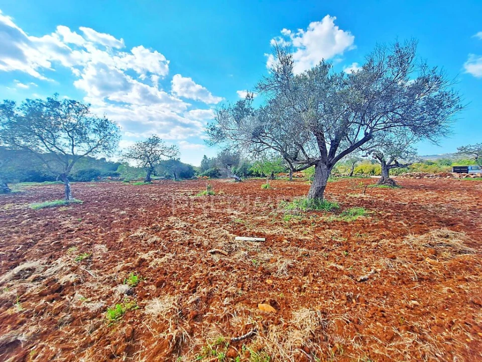Terreno para Venda em Loule (São Sebastião) Foto 10