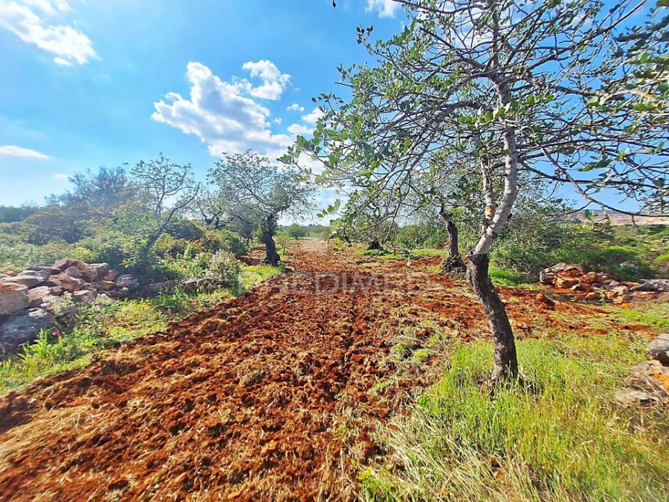 Terreno para Venda em Loule (São Sebastião) Foto 8
