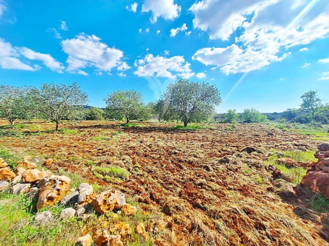 Terreno para Venda em Loule (São Sebastião) Foto 6