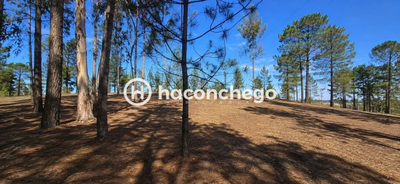Terreno para Venda em Ucha