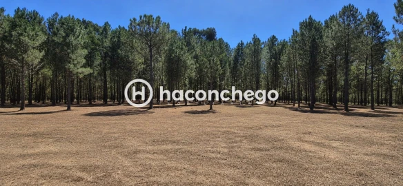 Terreno para Venda em Ucha
