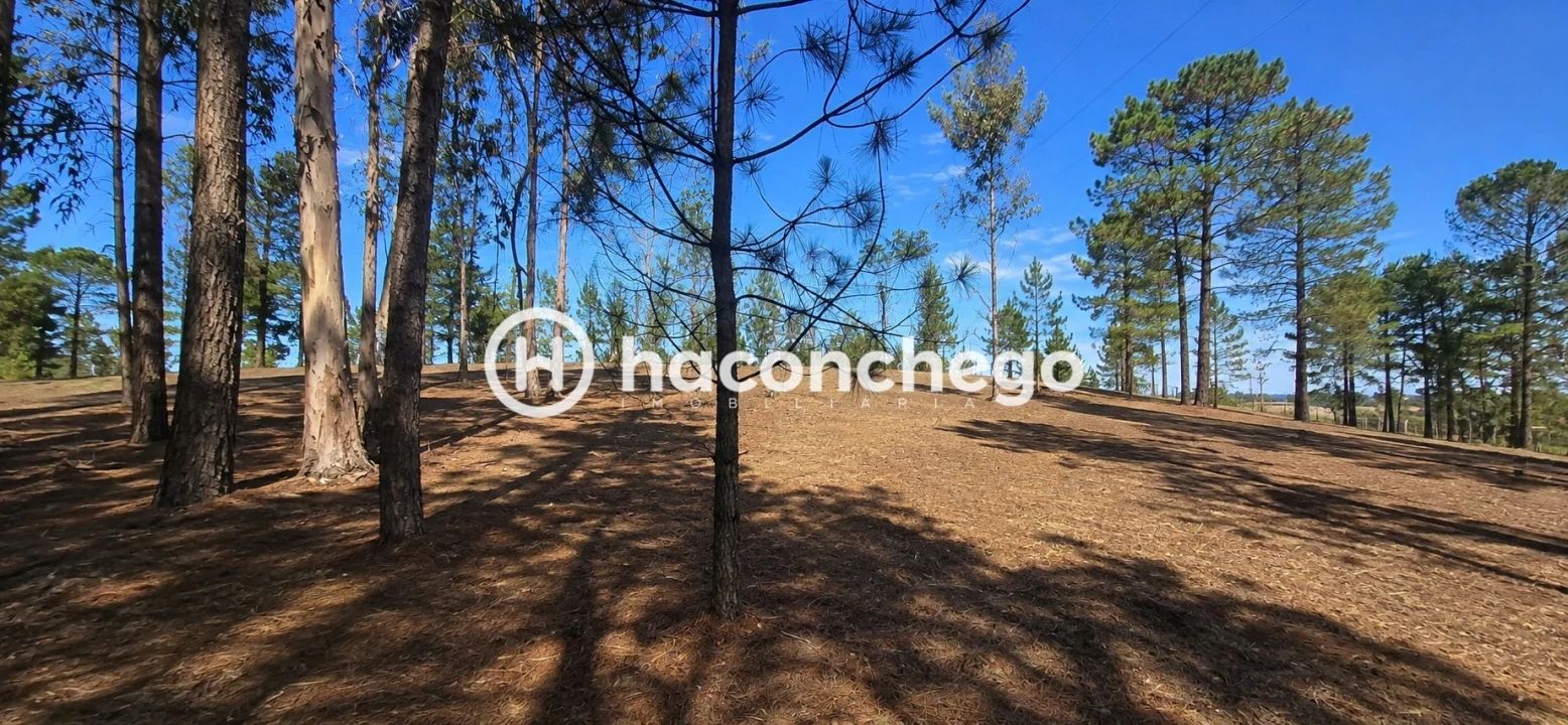 Terreno para Venda em Ucha Foto 9