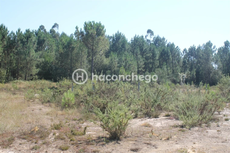 Terreno para Venda em Ucha Foto 5