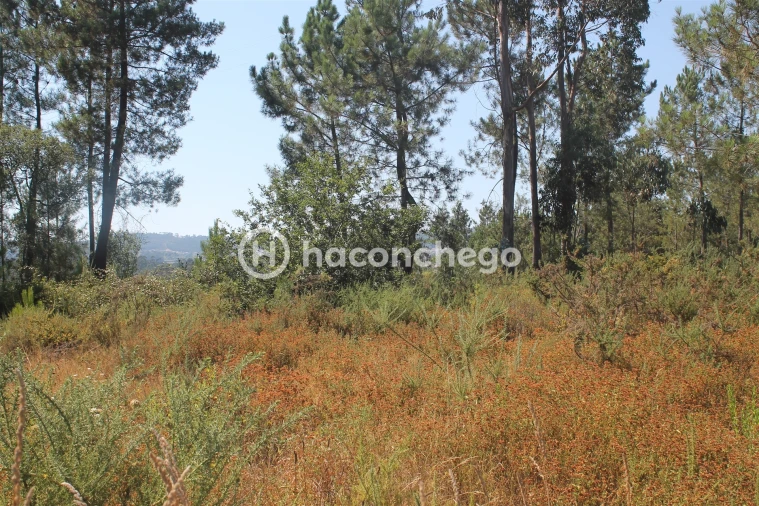 Terreno para Venda em Ucha Foto 8