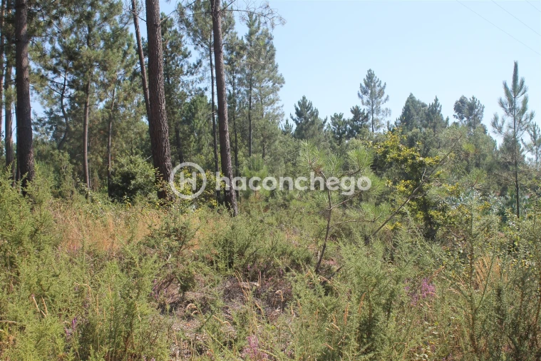 Terreno para Venda em Ucha Foto 6