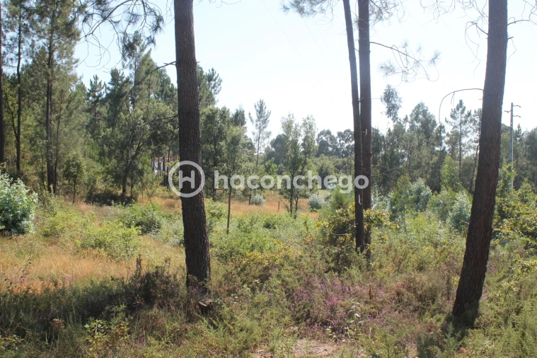 Terreno para Venda em Ucha Foto 4