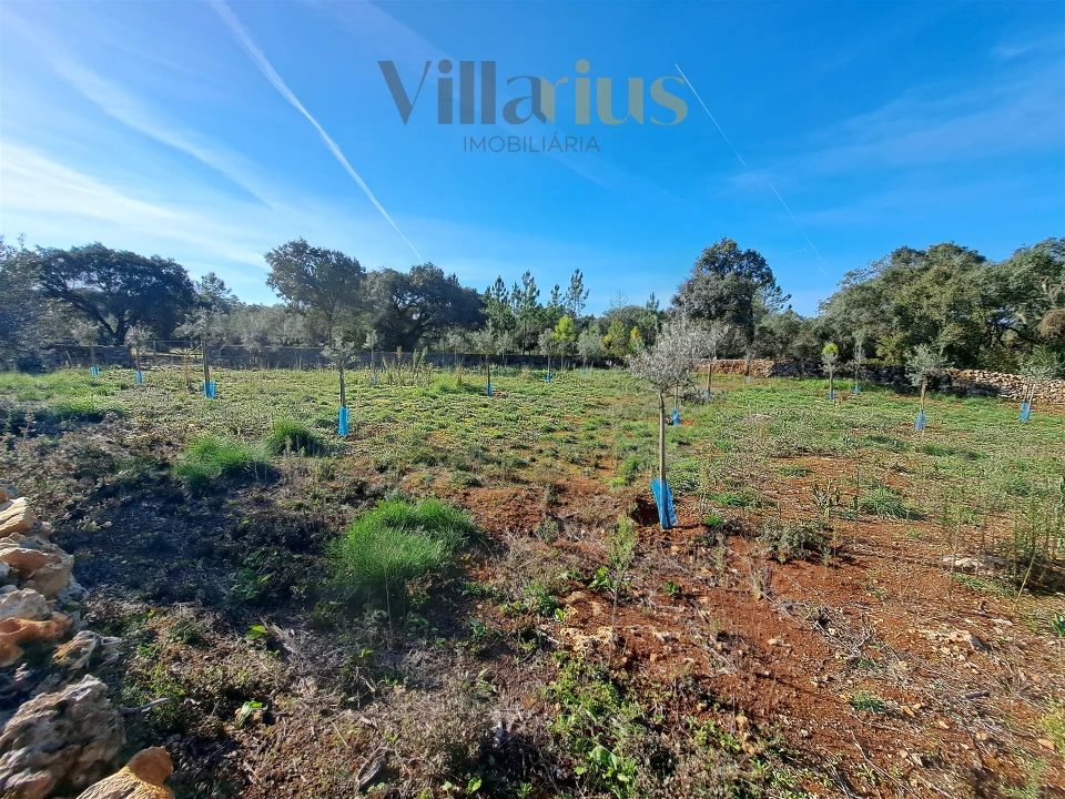 Terreno para Venda em Areias e Pias Foto 28