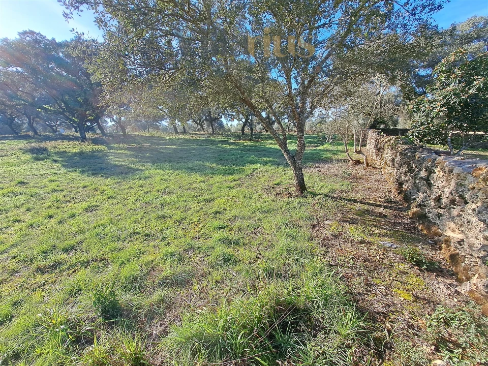 Terreno para Venda em Areias e Pias Foto 24