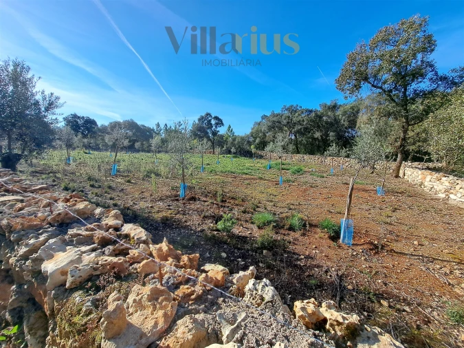 Terreno para Venda em Areias e Pias Foto 26