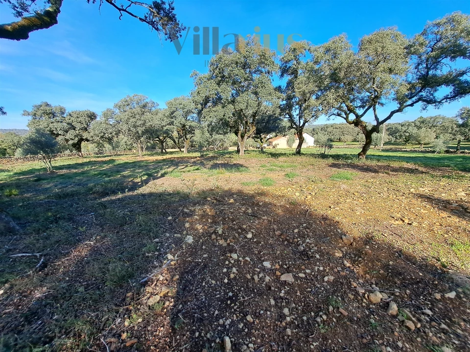 Terreno para Venda em Areias e Pias Foto 4