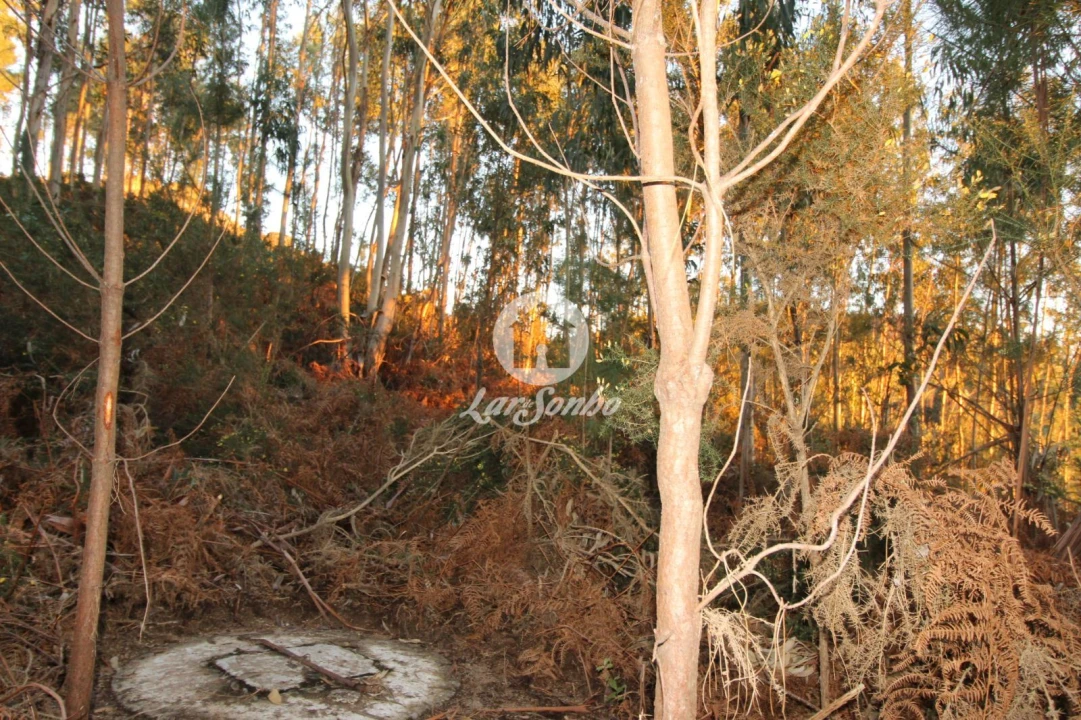 Terreno Agricola ou Rústico para Venda em Antime e Silvares (São Clemente) Foto 2