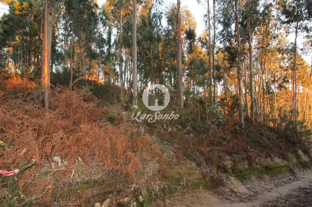 Terreno Agricola ou Rústico para Venda em Antime e Silvares (São Clemente) Foto 12
