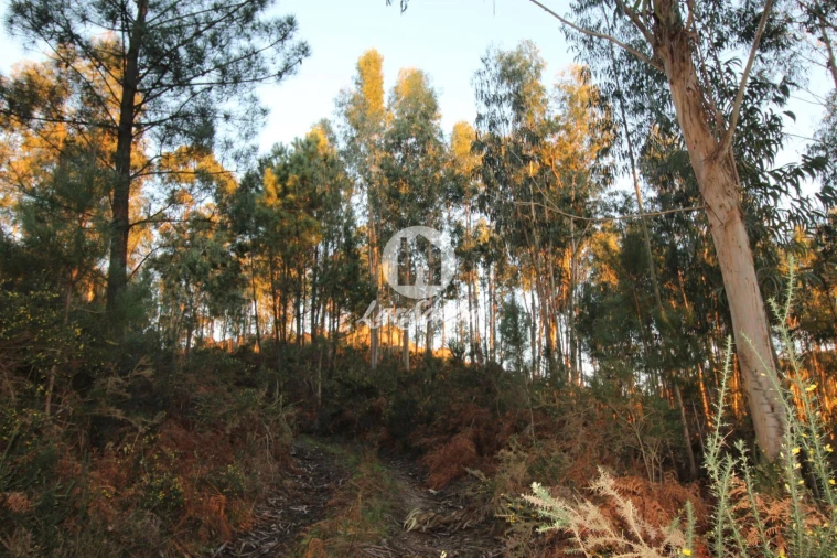 Terreno Agricola ou Rústico para Venda em Antime e Silvares (São Clemente) Foto 7
