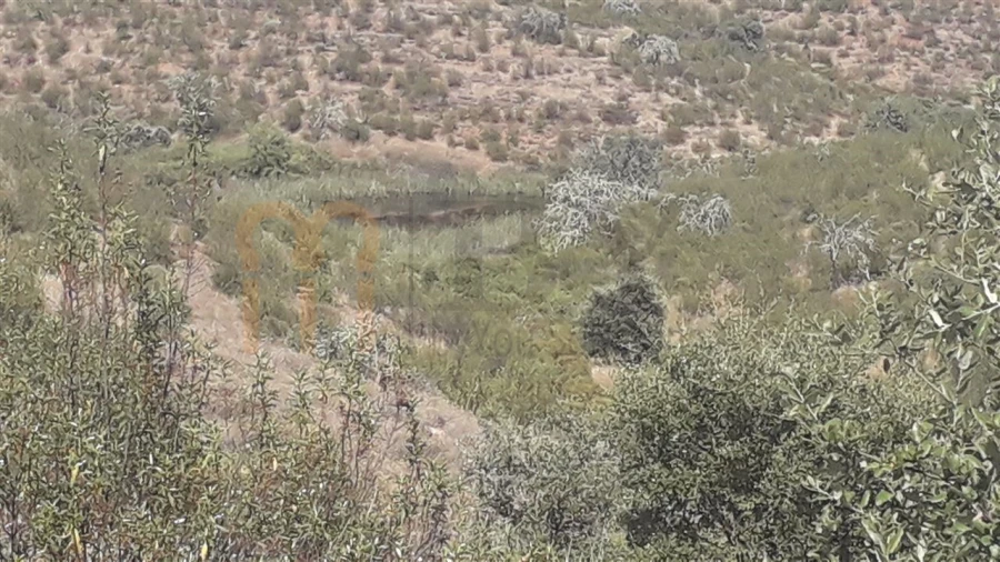 Quinta para Venda em Mertola Foto 2