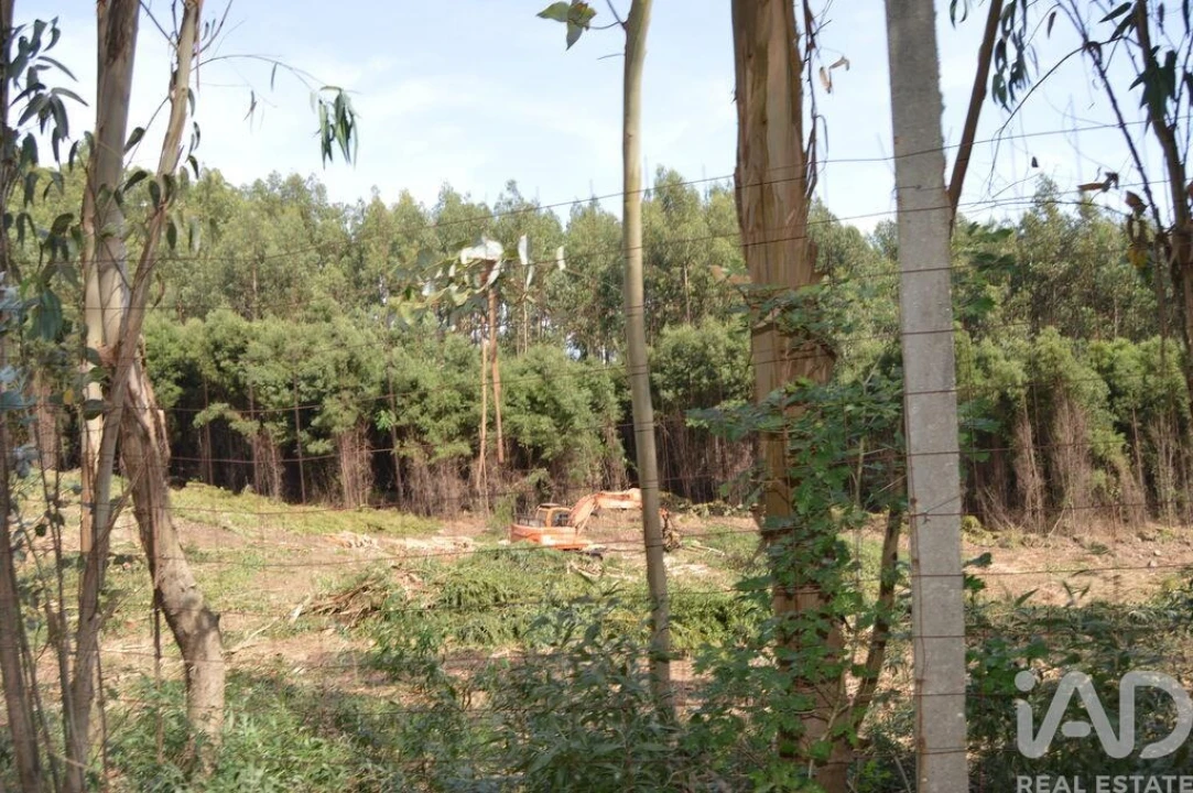 Terreno para Venda em Termas de São Vicente Foto 5