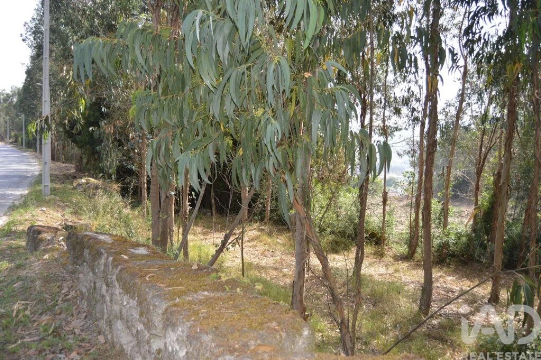 Terreno para Venda em Termas de São Vicente Foto 11