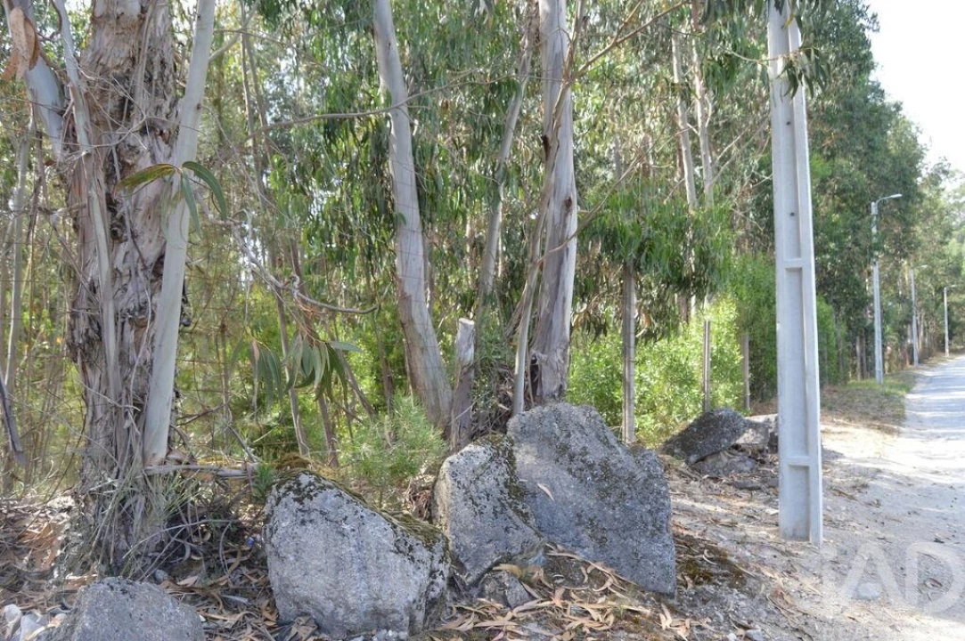 Terreno para Venda em Termas de São Vicente Foto 8
