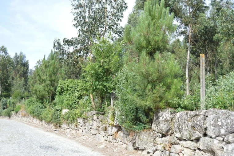 Terreno para Venda em Termas de São Vicente