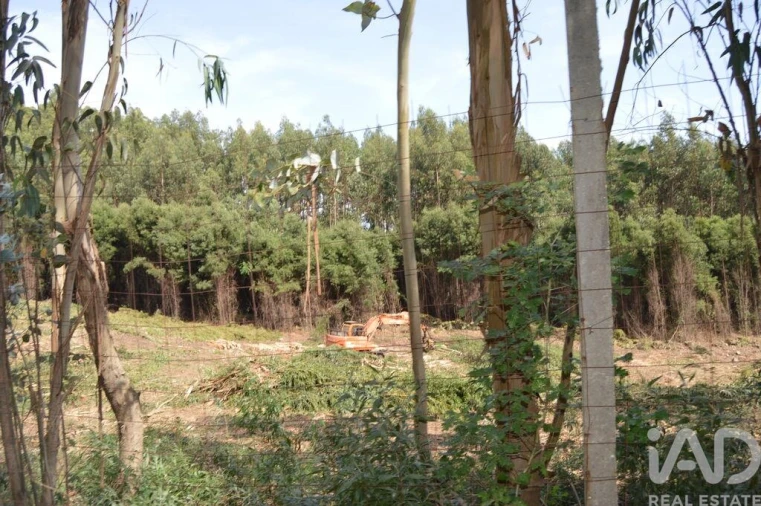 Terreno para Venda em Termas de São Vicente Foto 5