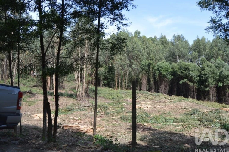 Terreno para Venda em Termas de São Vicente Foto 13