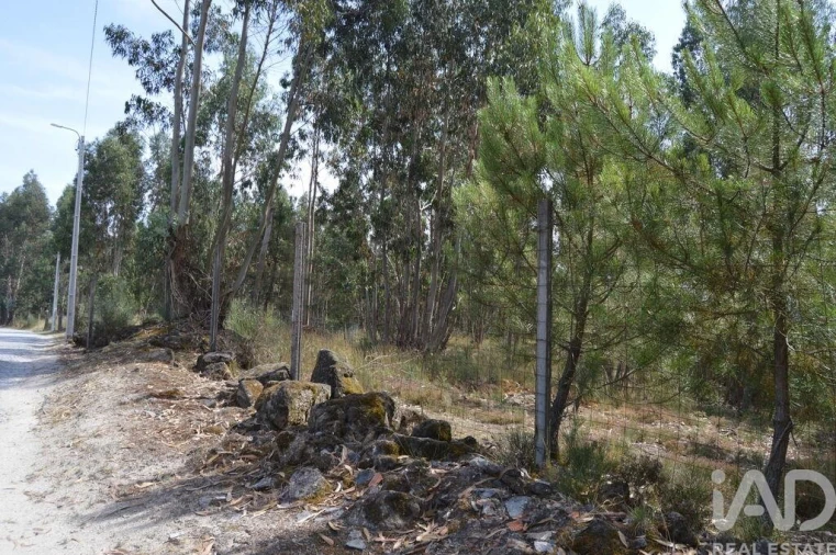 Terreno para Venda em Termas de São Vicente Foto 7
