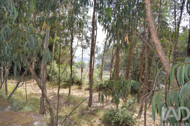 Terreno para Venda em Termas de São Vicente Foto 10