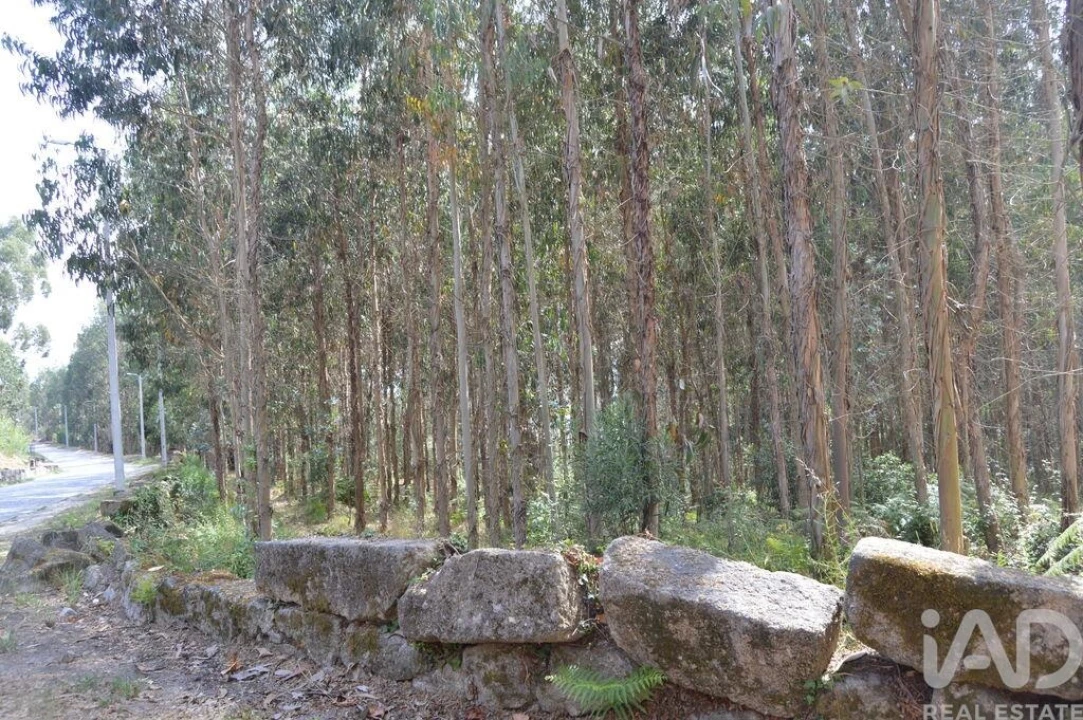 Terreno para Venda em Termas de São Vicente Foto 6