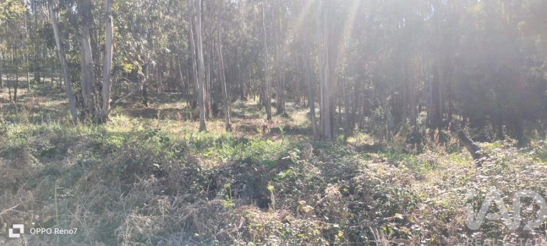 Terreno para Venda em Fonte Arcada Foto 15