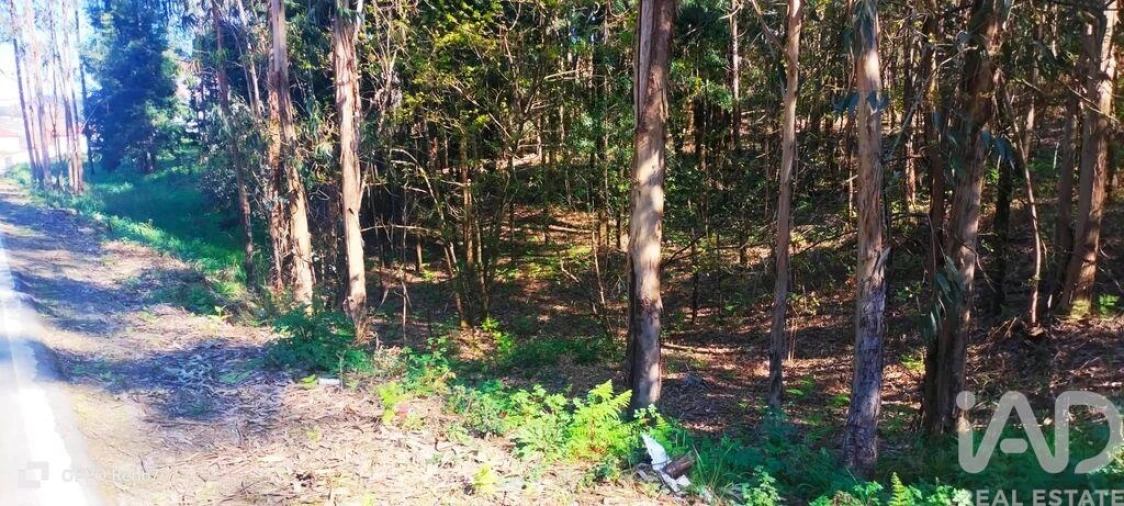 Terreno para Venda em Fonte Arcada Foto 11