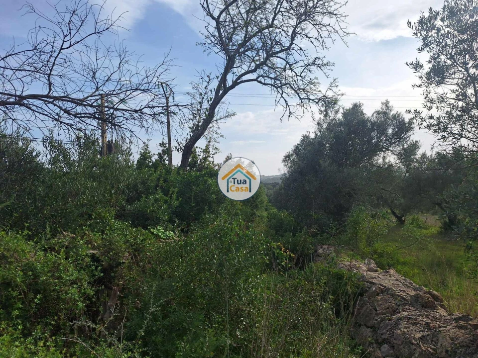 Terreno para Venda em Loule (São Clemente) Foto 7