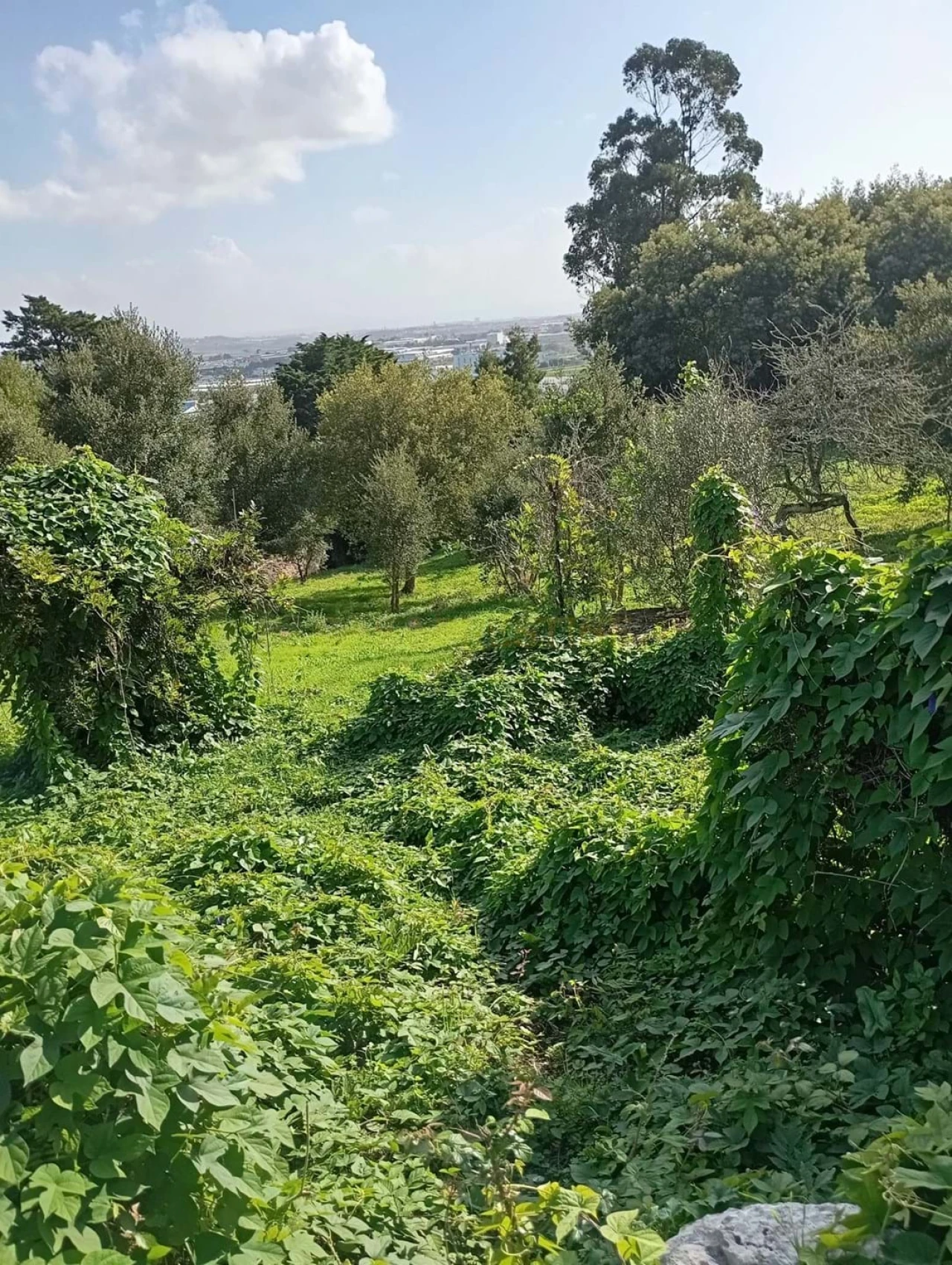 Terreno para Venda em Agualva e Mira-Sintra Foto 5