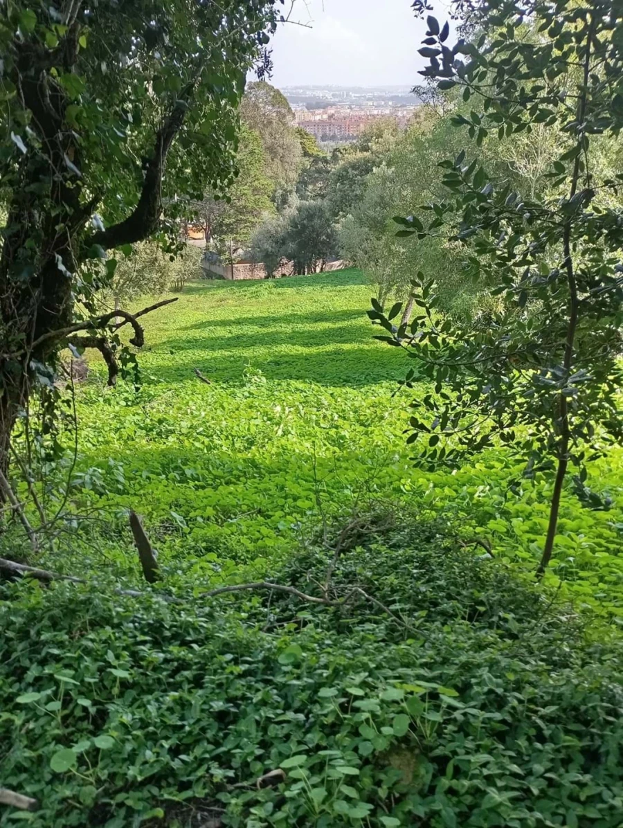 Terreno para Venda em Agualva e Mira-Sintra Foto 7