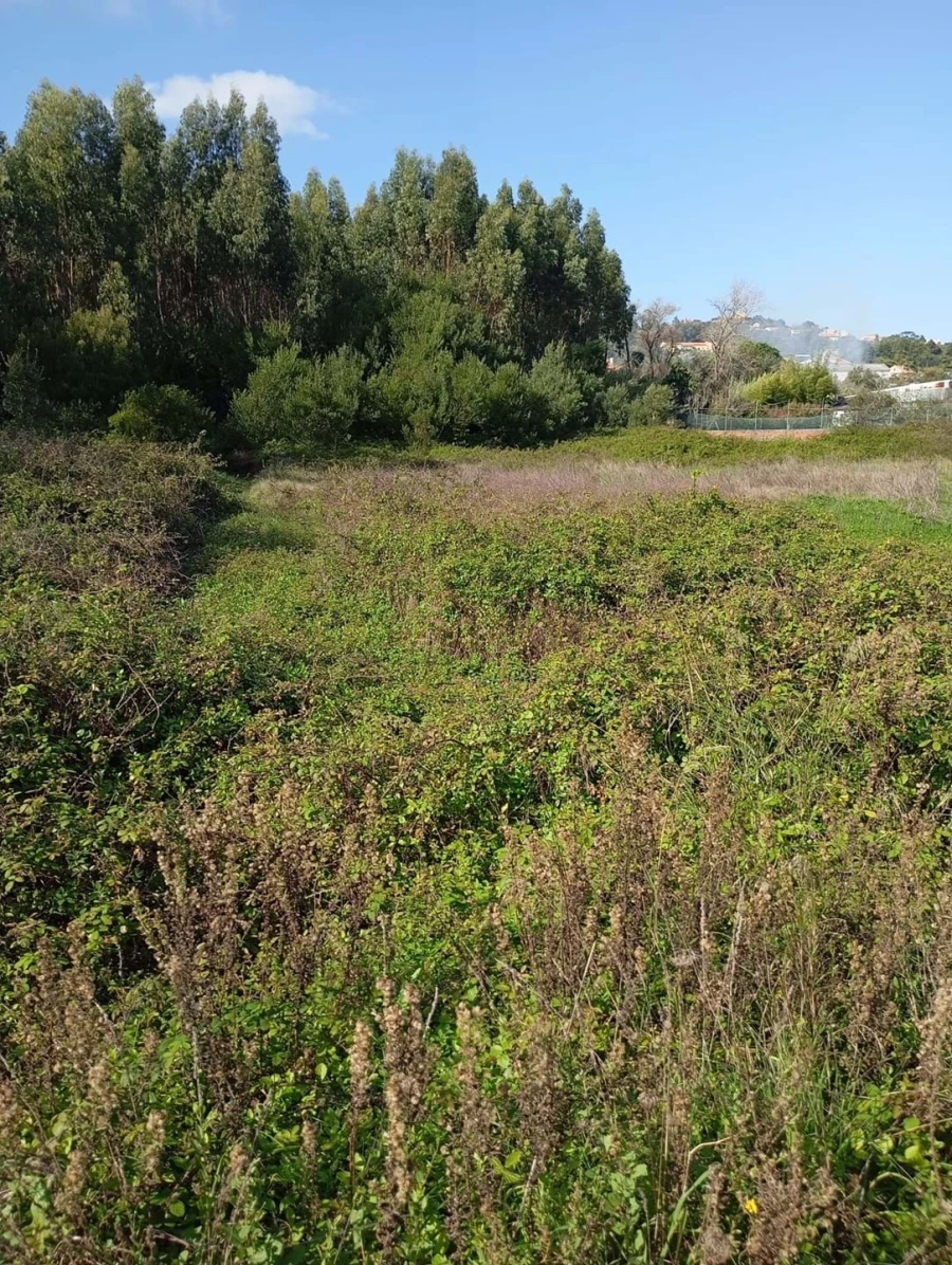 Terreno Agricola ou Rústico para Venda em Agualva e Mira-Sintra Foto 4
