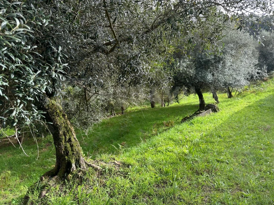 Terreno para Venda em Caminha (Matriz) e Vilarelho Foto 4